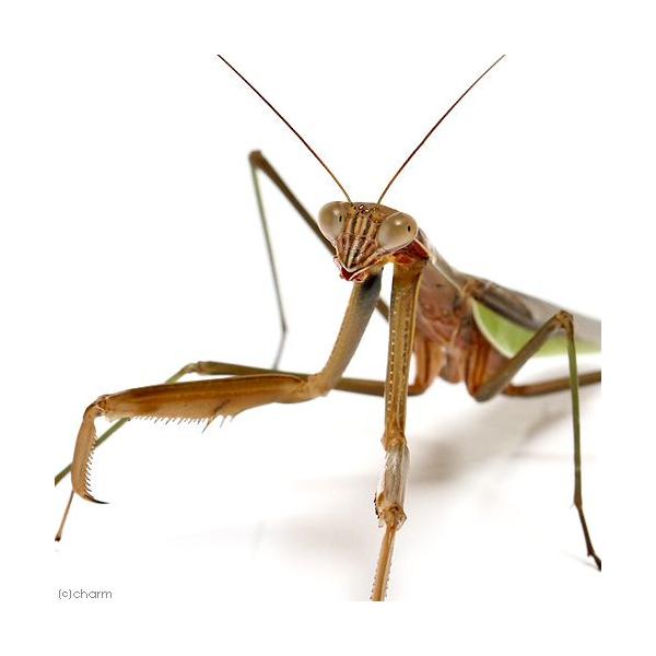 （昆虫）オオカマキリ　褐色型　オス　成虫　ＷＤ（１匹）