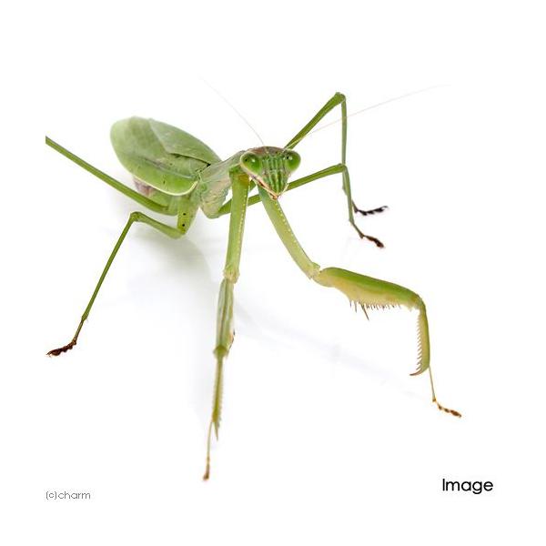 昆虫）オオカマキリ 緑色型 メス 成虫 WD（1匹） | JChere