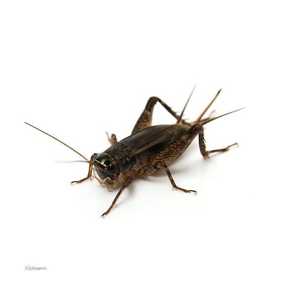 （昆虫）ハラオカメコオロギ　メス　成虫　ＷＤ（１匹）