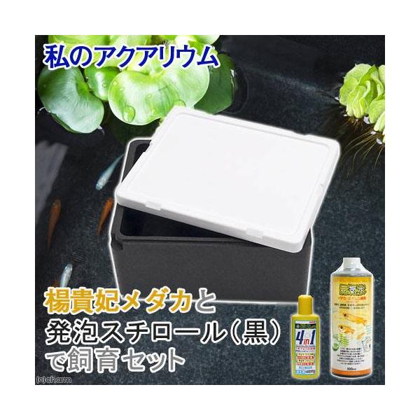 i߂jij̏ȃANAE@kM܃_JƔAX`[ijŎZbg@t@{Bl@llR_