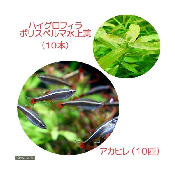 _wp　熱帯魚・エビ他　コイ　ラスボラ等　種類で選ぶ　アカヒレ系　アカヒレ　小型種　ビギナーにオススメ　Ｔａｎｉｃｈｔｈｙｓ　ａｌｂｏｎｕｂｅｓ　ホワイトクラウドマウテンミノー　コッピー　プアマンズネオン　水草　後景草　明るい　ハイグロ・ウ...