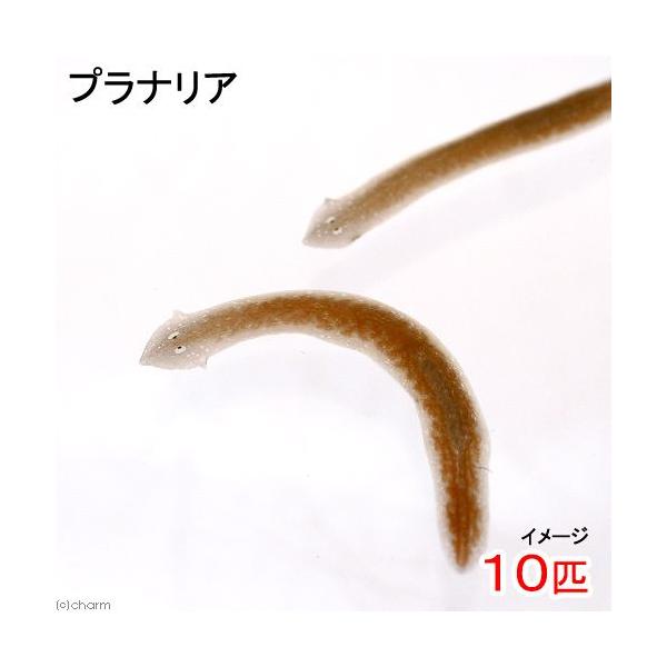 PF_SPQ　_aqua　fish_database　熱帯魚・エビ他　貝　種類で選ぶ　再生　Ｔｒｉｄａｄｉｄａ　Ｄａｇｅｓｉａ　ｊａｐｏｎｉｃａ　ナミウズムシ　扁形動物　実験　自由研究　jyuknku_2015　プラナリア　Girardia...