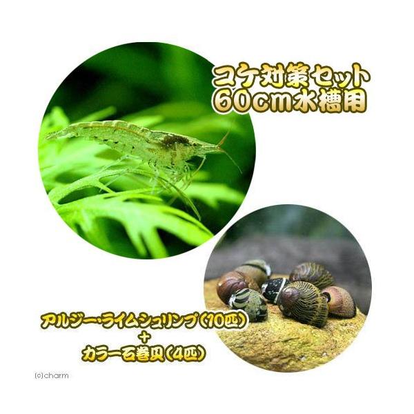 熱帯魚・エビ他　ヤマト・ミナミセット　６０ｃｍ水槽用　アルジーライムシュリンプ　１０匹　カラー石巻貝　ビオトープにおすすめの生体　食べさせる　水槽壁面のコケを綺麗にする　seitai_set　soujiweek2013　koetaisaku...