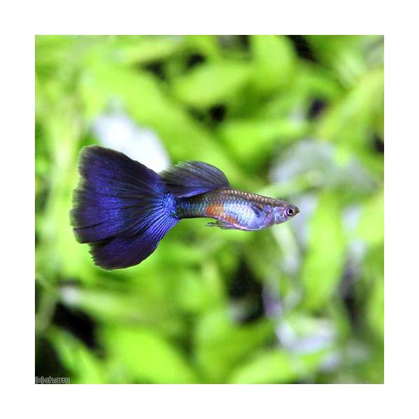 PF_SPQ　fish_database　熱帯魚・エビ他　グッピー　系統で選ぶ　ノーマル系　ＵＳブルーデルタ・グッピー　国産ブリード　１ペア　kokusan_guppy　20140123　ＹＩ　top_fstok_guppy603　MS01...