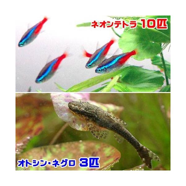 ネオンテトラ専用 テトラ ネオン 75g | 水中生物用品・水槽用品 通販