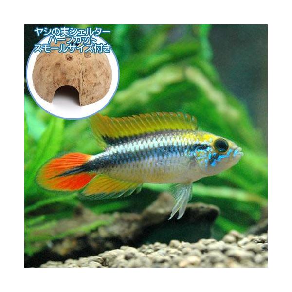 チャーム（ペット） （熱帯魚）アピストグラマ・アガシジィ ダブル