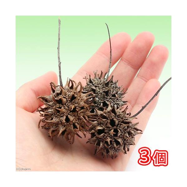 tGr̉BƂɍœK@tE̎i~WotE̎j@@R@r[Vv@llP_