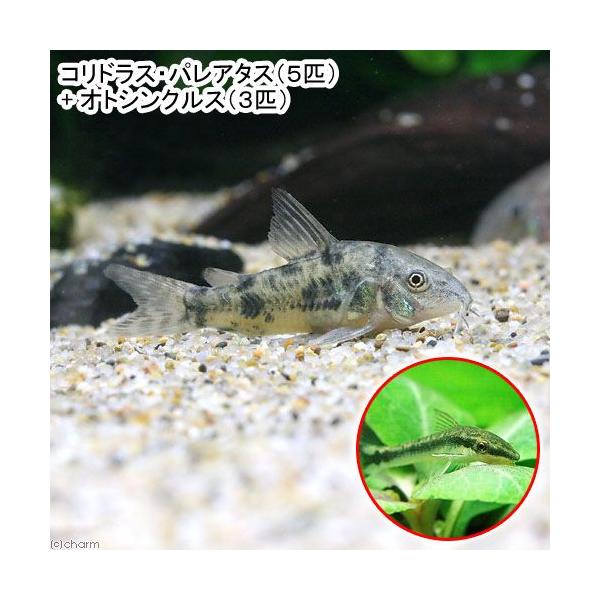 熱帯魚・エビ他　コリドラス　ショートノーズ　コリドラス・パレアタス　set_ocurus　５匹　ビギナーにオススメ　ビギナー小型向け生体　Ｈｏｐｌｉｓｏｍａ　ｐａｌｅａｔｕｍ　Ｃｏｒｙｄｏｒａｓ　ｐａｌｅａｔｕｓ　青コリ　花コリ　黒コリ　パ...