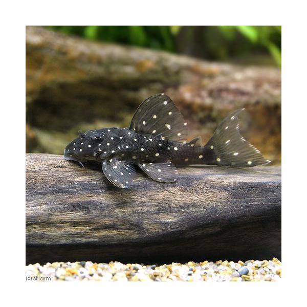 （熱帯魚）スター・クラウンプレコ　トカンチンス（ワイルド）（１匹）　北海道・九州航空便要保温