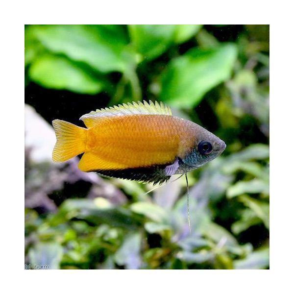 グラミーの飼育方法 チャーム