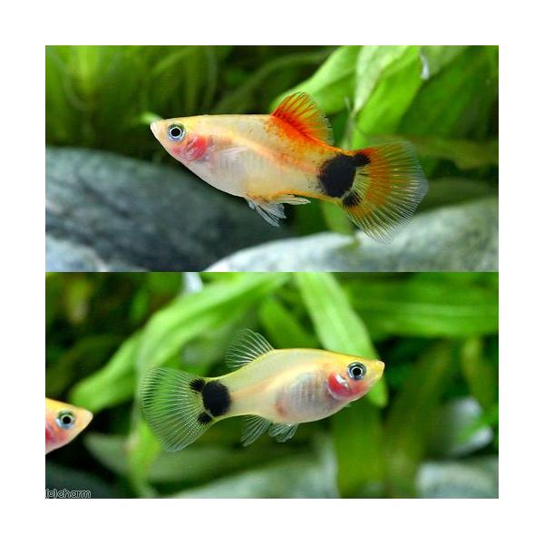 熱帯魚 イエローミッキーマウスプラティ １２匹 北海道 九州 沖縄航空便要保温 Buyee Buyee 日本の通販商品 オークションの代理入札 代理購入