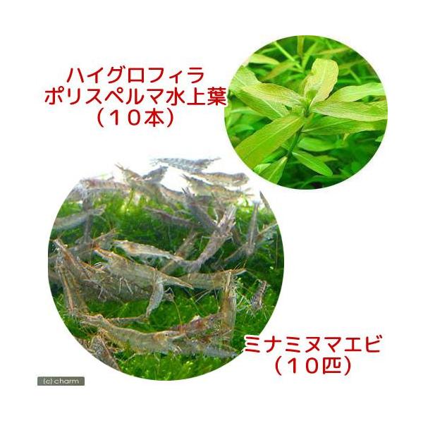 ミナミヌマエビ 水草の人気商品・通販・