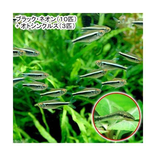 熱帯魚）ブラック・ネオン（10匹）＋オトシンクルス（3匹） 北海道