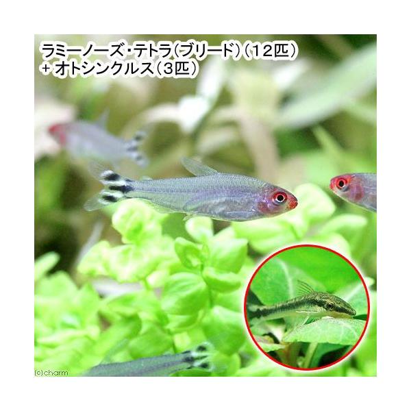 熱帯魚・エビ他　カラシン　テトラ等　南米産　小型種　ヘミグラムス系　ラミーノーズ・テトラ　１２匹　set_ocurus　nepoint　Ｈｅｍｉｇｒａｍｍｕｓ　ｂｌｅｈｅｒｉ　20130227　MS_rmnozfis　kaijyo　MS01...