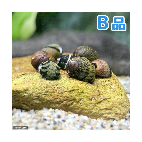 PF_SPQ　_aqua　熱帯魚・エビ他　貝　種類で選ぶ　石巻・サザエ・フネアマ　カラー石巻貝　５匹　姫鹿子貝　姫鹿の子貝　Ｃｌｉｔｈｏｎ　ｓｏｗｅｒｂｉａｎｕｓ　ｏｕａｌａｎｉｅｎｓｉｓ　ｓｕｂｐｕｎｃｔａｔｕｓ　ヒメカノコガイ　カノコガ...