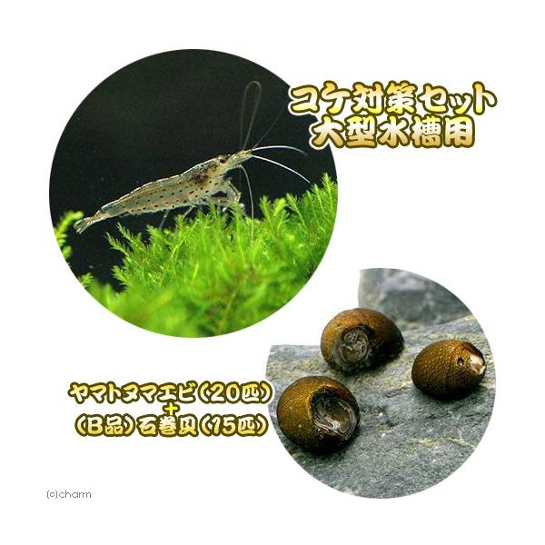 熱帯魚・エビ他　貝　ヤマト・ミナミセット　小型水槽用　ヤマトヌマエビ　ビオトープにおすすめの生体　食べさせる　水槽壁面のコケを綺麗にする　tachiage淡水生体　ビギナー小型向け生体　koketaisaku_set　seitai_set　...