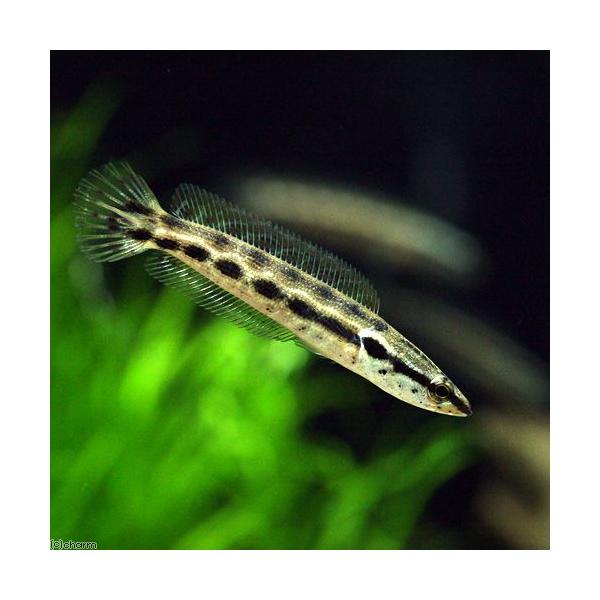 PF_SPQ　muryotassei_900_999　_aqua　熱帯魚・エビ他　ベタ・グラミー・アナバス　スネークヘッド・他　アーモンドスネークヘッド　Ｃｈａｎｎａ　ｌｕｃｉｕｓ　チャンナルシアス　チャンナルシウス　ルシアススネークヘッド...