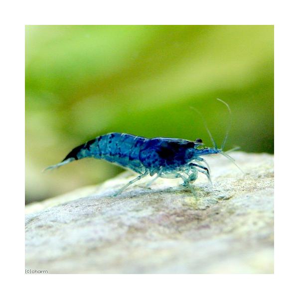 PF_SPQ　_aqua　熱帯魚・エビ他　ヌマエビ系　ルリーシュリンプベルベットブルー　３匹　velvet_cherry　藍絲竜蝦　藍絲絨蝦　藍糸龍蝦　ランシーロンシュリンプ　20150104　ＴＥ　ダークブルー　スーパーブルーベルベットシ...