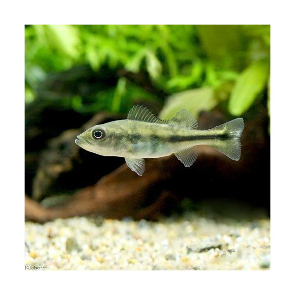チャーム（charm） （熱帯魚）キクラ・ケルベリー Sサイズ（約5