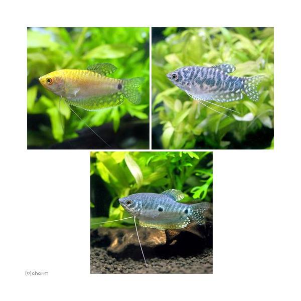 （熱帯魚）グラミー　３種セット（３匹）（各１匹）　北海道・九州航空便要保温