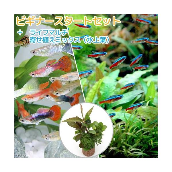 beginestarqq　熱帯魚・エビ他　ビギナースタートセット　カージナル・ネオン系　カージナルテトラ　外国産ミックスグッピー　ビギナーにオススメ　ライフマルチ　20150208　ＹＹMS0105　beginnerset_nettaigy...