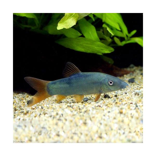 PF_SPQ　_aqua　fish_database　熱帯魚・エビ他　ローチの仲間　ドジョウ系　ネオンブルーボーシャ　１匹　コイ　ラスボラ等　ローチ・ボーシャ　ビギナーにオススメ　Ｂｏｔｉａ　ｍｏｄｅｓｔａ　Ｙａｓｕｈｉｋｏｔａｋｉａ　レッ...