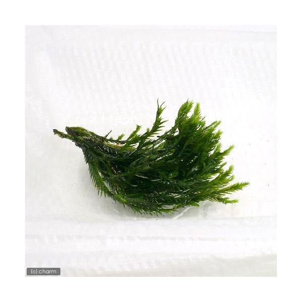 ijz\zEIESPitji_jiPpbNj