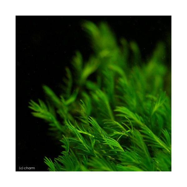 PF_SPQ　熱帯魚　エビ他　_gardening　_aqua　_kame　_hachu　水草　コケ　モス類　両爬向き植物　ヒメホウオウゴケ　onecoin0218　wp_kywrd　houou0727　plantbonus1　201504...