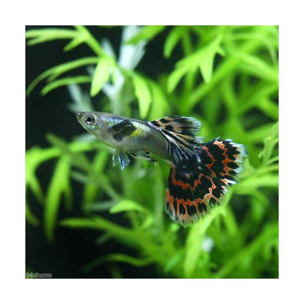 PF_SPQ　fish_database　熱帯魚・エビ他　グッピー　ノーマル系　プラチナモザイクダンボグッピー　プラチナショッカーグッピー　国産ブリード　１ペア　kokusan_guppy　20150517　ＳＹ　kaijyo　top_fs...