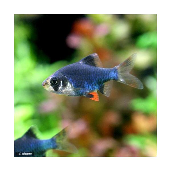 PF_SPQ　熱帯魚・エビ他　コイ　ラスボラ等　種類で選ぶ　バルブ　プンティウス　系　グリーンスマトラ　３匹　小型種　ビギナーにオススメ　Ｐｕｎｔｉｇｒｕｓ　Ｐｕｎｔｉｕｓ　Ｓｙｓｔｏｍｕｓ　ｔｅｔｒａｚｏｎａ　ｖａｒ．　20121206　...