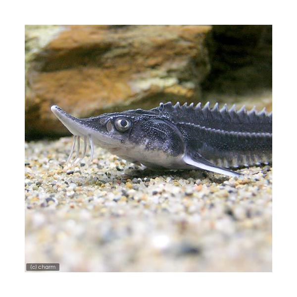 熱帯魚 大型 みんな探してる人気モノ 熱帯魚 大型