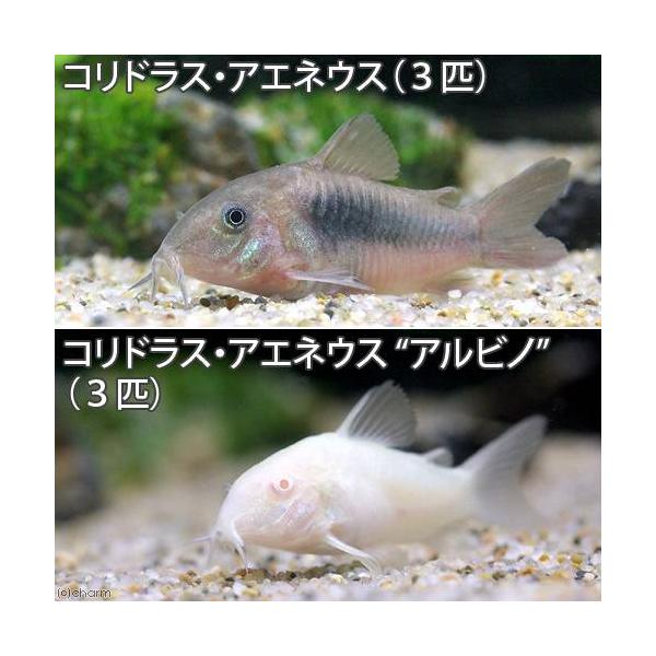 熱帯魚・エビ他　コリドラス　ショートノーズ　コリドラスアエネウス　３匹　ビギナーにオススメ　ビギナー小型向け生体　Ｏｓｔｅｏｇａｓｔｅｒ　ａｅｎｅａ　Ｃｏｒｙｄｏｒａｓ　ａｅｎｅｕｓ　ｖａｒ．　赤コリ　エネウス　Co_breed　アルビノ　...