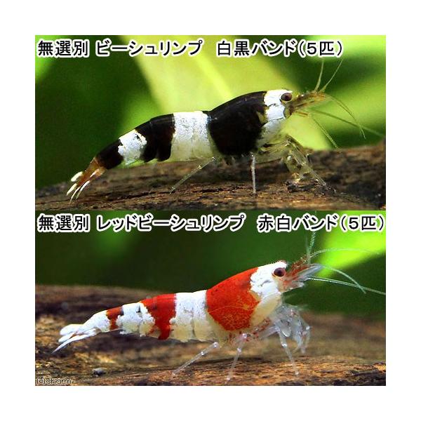 _aqua　熱帯魚・エビ他　ビーシュリンプ・エビ　白黒系　ブラックビーシュリンプ　白黒バンド　５匹　セット　レッドビーシュリンプ　赤白バンド　赤白　白黒　ビーシュリンプ　クリスタルレッドａ　バンド・ビーシュリンプ　20130215　NAO　...