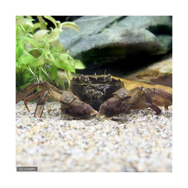 PF_SPQ　_aqua　_insect　fish_database　熱帯魚・エビ他　ザリガニ・その他生体　モクズガニ　Ｅｒｉｏｃｈｅｉｒ　Ｊａｐｏｎｉｃａ　Ｊａｐｏｎｉｃｕｓ　藻屑蟹　ツガネ　ツガニ　ヤマタロウ　20130227　MS　l...