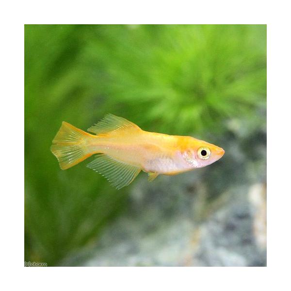 _aqua　Ｏｒｙｚｉａｓ　ｌａｔｉｐｅｓ　ｖａｒ．　ビオトープにおすすめの生体　biotope　cool　熱帯魚　エビ他　日本産メダカ　東天光メダカ　medaka東天光　nittan_medaka_youkihi　東天光　楊貴妃光　ヨウキ...