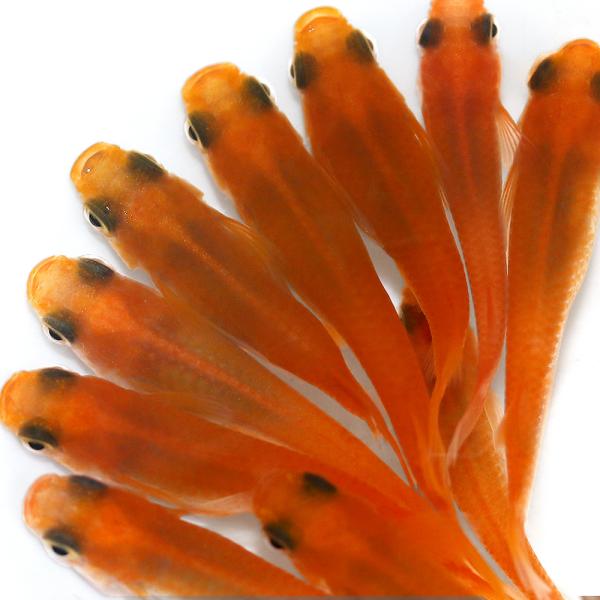 _aqua　Ｏｒｙｚｉａｓ　ｌａｔｉｐｅｓ　ｖａｒ．　biotope　熱帯魚　エビ他　日本産メダカ　楊貴妃パンダメダカ　変わりメダカ　20110418　ＹＩ　楊貴妃スケルトン　パンダ　メダカ　改良メダカ　kaijyo　y23m08　メダカ生...