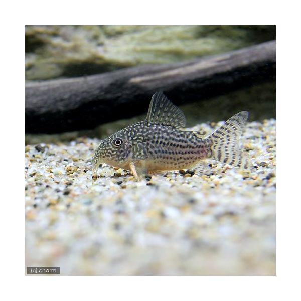コリドラス 熱帯魚の価格と最安値 おすすめ通販を激安で