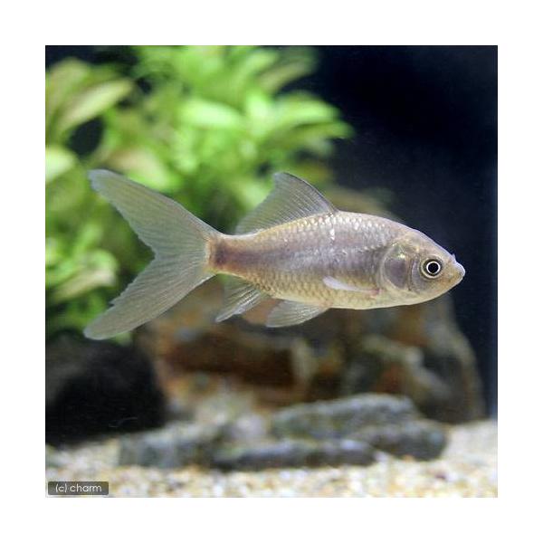 （淡水魚）オナガブナ（１匹）