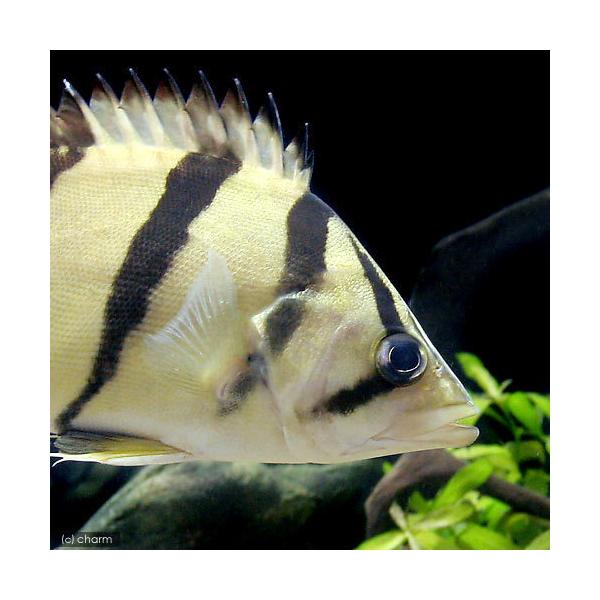 安いフォーバータイガーの通販商品を比較 ショッピング情報のオークファン