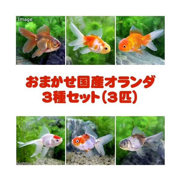 _aqua　熱帯魚・エビ他　金魚　国産金魚　オランダシシガシラ　丹頂　桜東錦　東錦　更紗　素赤　キャリコ　白　黒　紅葉　五色　青文　茶　変わり柄　ショートテール　ブロードテール　３種　ミックス　セット　ＫＡＺ　20130721　kingyo...