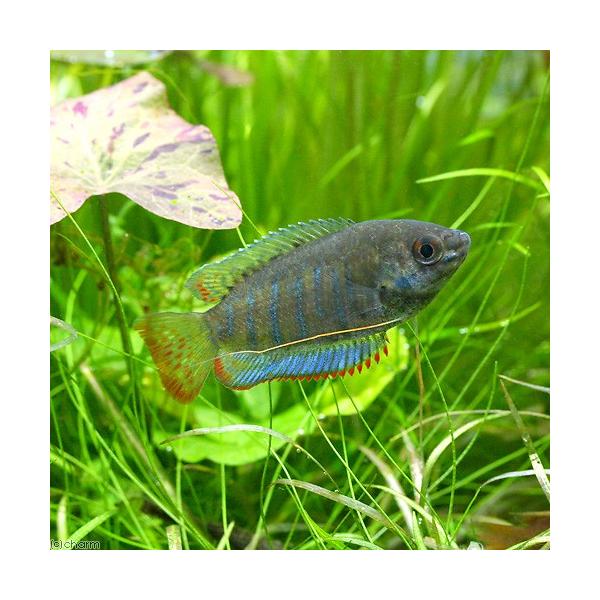 PF_SPQ　_aqua　熱帯魚・エビ他　グラミー・アナバス　グラミー・リコリス　バンデットグラミー　バンデッドグラミー　１ペアグラミー　グラミーの仲間　ビギナーにオススメ　Ｃｏｌｉｓａ　ｆａｓｃｉａｔａ　ｂａｎｄｅｄ　ｇｏｕｒａｍｉ　20...