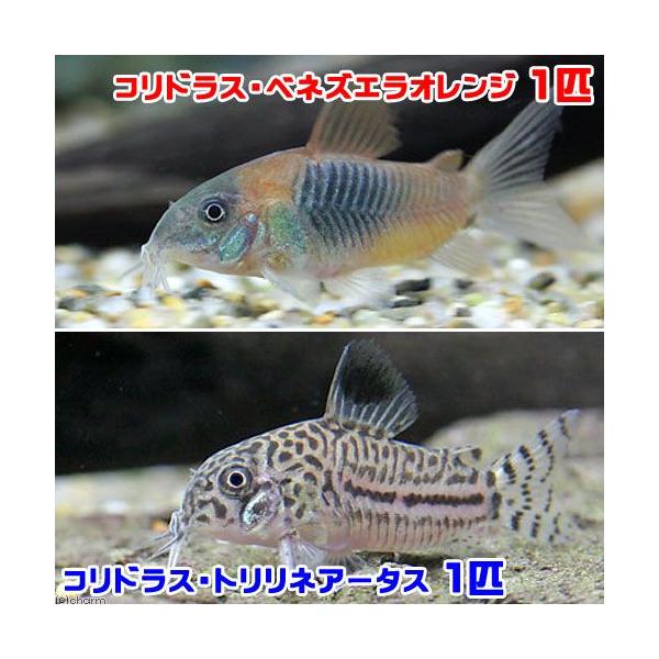 熱帯魚・エビ他　コリドラス　ショートノーズ　コリドラストリリネアータス　ブリード　Ｈｏｐｌｉｓｏｍａ　ｔｒｉｌｉｎｅａｔｕｍ　Ｃｏｒｙｄｏｒａｓ　ｔｒｉｌｉｎｅａｔｕｓ　Ｏｓｔｅｏｇａｓｔｅｒ　ｖｅｎｅｚｕｅｌａｎｕｓ　トリリネジュリー　１...