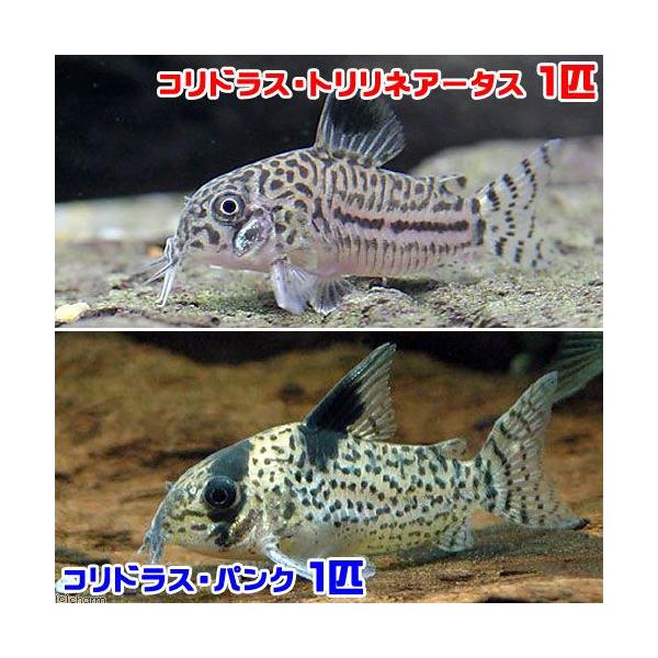 iMыjRhXEglA[^Xiu[hjiPCj@{@RhXEpNiPCjivQCj@kCEBq֗vۉ