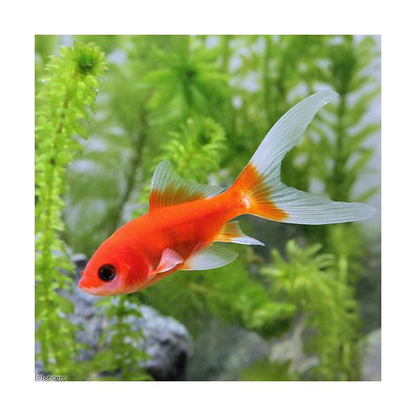 （国産金魚）紅葉コメット（１匹）