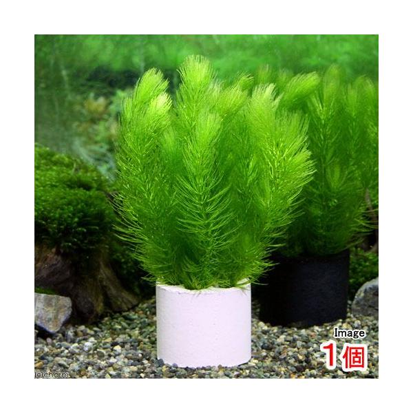 ijnjJVF^[@}ci_jiPj_J@@򉻁@Y