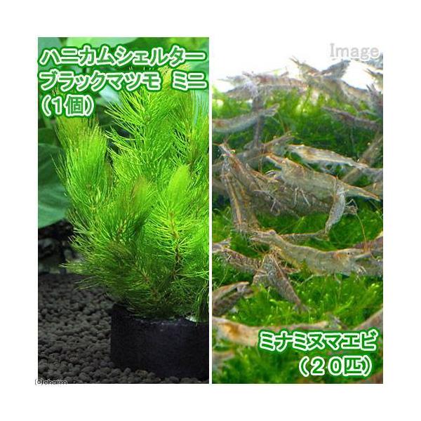 ミナミヌマエビ 水草の人気商品・通販・ ミナミヌマエビ 水草の人気商品・通販・