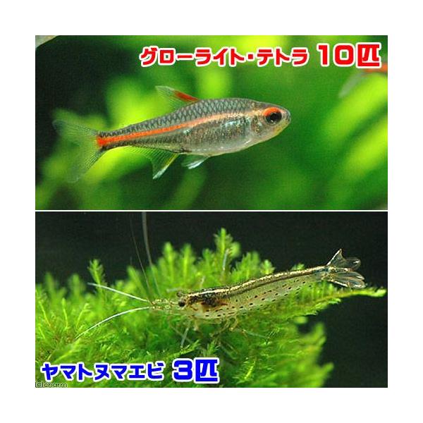 熱帯魚・エビ他　カラシン　テトラ等　南米産　小型種　へミグラムス系　グローライトテトラ　１０匹　ビギナーにオススメ　ヤマト・ミナミ　水草用お勧め商品　食べさせる　shosinnshagtetora　ヤマトヌマエビ　20130927　ＤＮ　s...