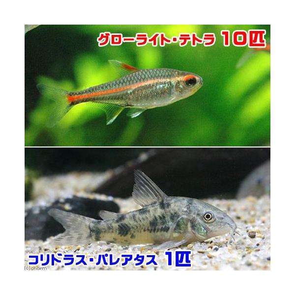 熱帯魚・エビ他　カラシン　テトラ等　南米産　小型種　へミグラムス系　グローライトテトラ　１０匹　ビギナーにオススメ　コリドラス　ショートノーズ　コリドラスパレアタス　１匹　ビギナー小型向け生体　shosinnshagtetora　青コリ　エ...