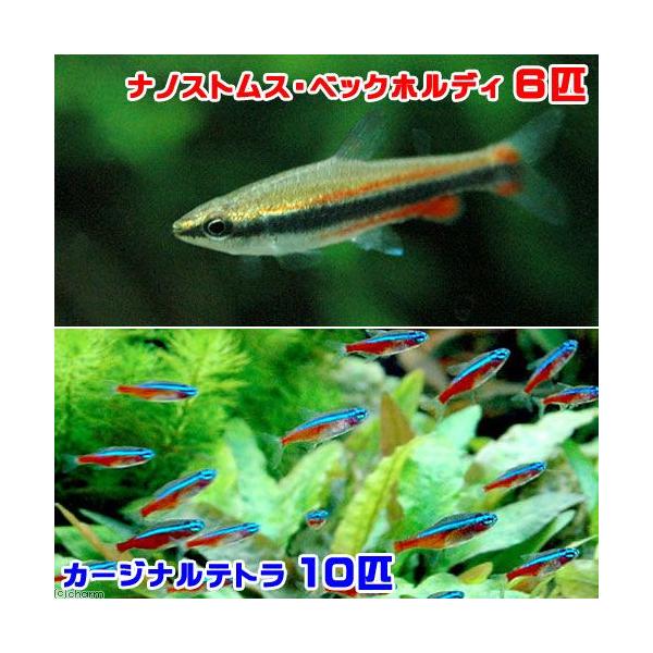 ペンシル・細身系　ナノストムス・ベックホルディ　６匹　ビギナーにオススメ　ゴールデンペンシル　ナノストムスアノマルス　ナノストムスベックフォルディ　seitai_set　Ｎａｎｎｏｓｔｏｍｕｓ　ｂｅｃｋｆｏｒｄｉ　20131023　ＵＲＡ　...