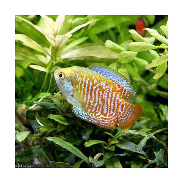 （熱帯魚）ドワーフ・グラミー（１ペア）　北海道・九州航空便要保温